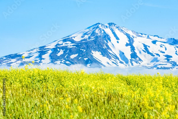 Fototapeta 鳥海山　菜の花畑