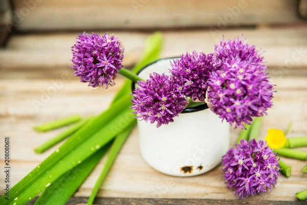 Obraz Closeup of flowering chives with shallow depth of field and focus concentrated on flower in the foreground