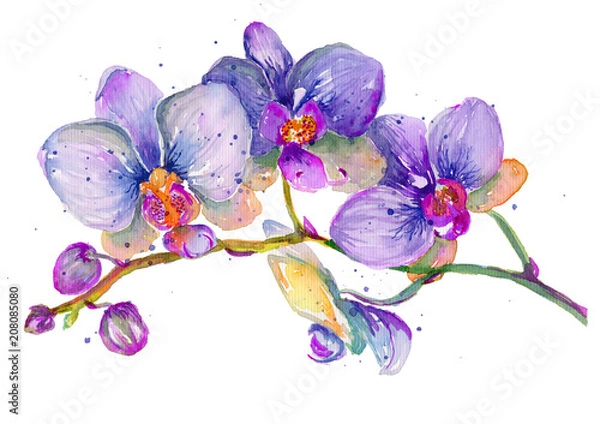 Fototapeta Akwarela gałąź orchidei na białym tle.