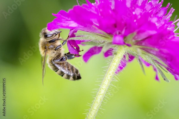 Fototapeta Bee pollinates a flower
