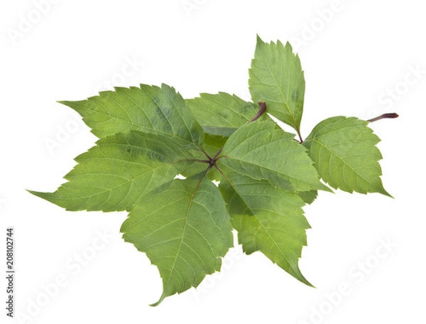 Fototapeta grape leaf isolated on white background