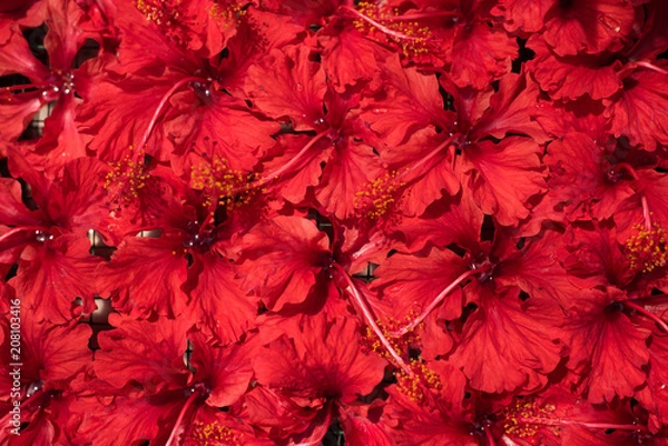 Fototapeta full frame image of red hibiscus for background and wallpaper