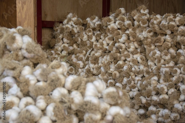 Fototapeta Sarımsak