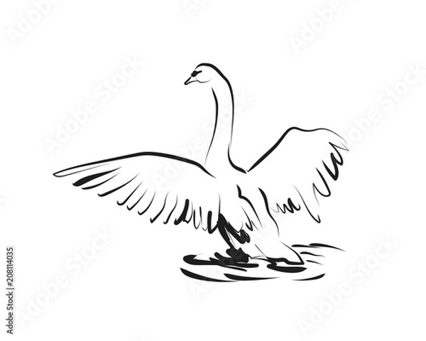 Obraz Szkic wektor łabędzia