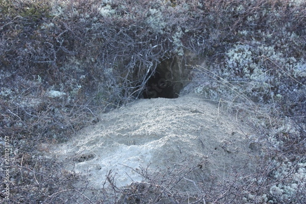 Obraz Нора в песке.