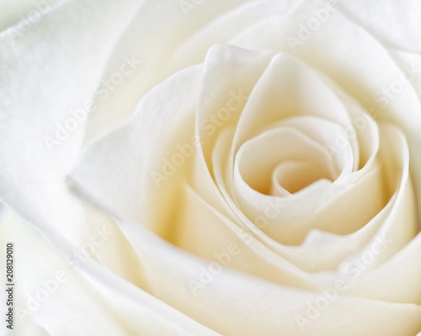 Obraz Macro White Rose 1