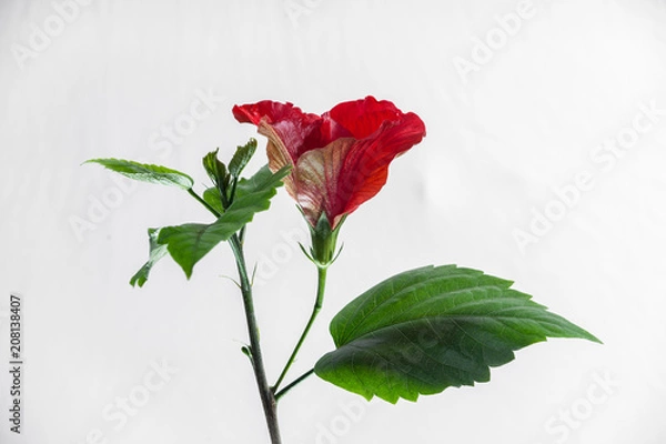 Obraz Hibiscus Flower - Side View - Isolated