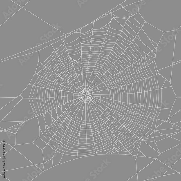 Fototapeta vector background spider web