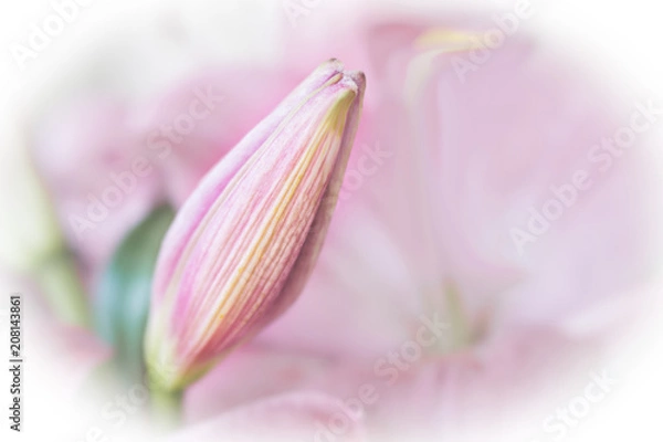 Obraz Lily bud.