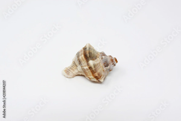 Obraz Shell on white background