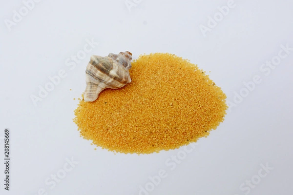 Obraz Shell on white background