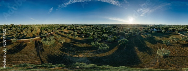 Fototapeta Olive tree in field summer in sunnyApulla Italy Drone 360 VR
