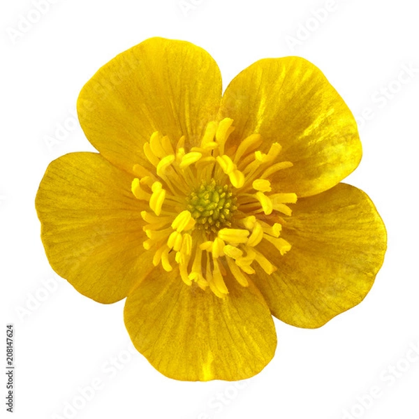 Fototapeta Wild flower yellow buttercup, isolated on a white  background. Close-up. Element of design.