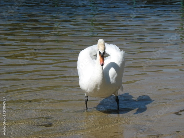 Obraz Лебедь на озере