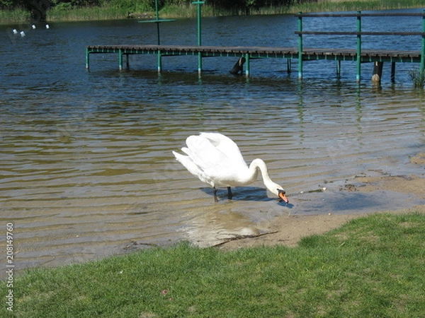 Obraz Лебедь на озере
