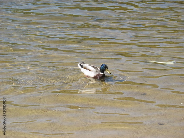 Obraz Утки  на озере в летний ясный день