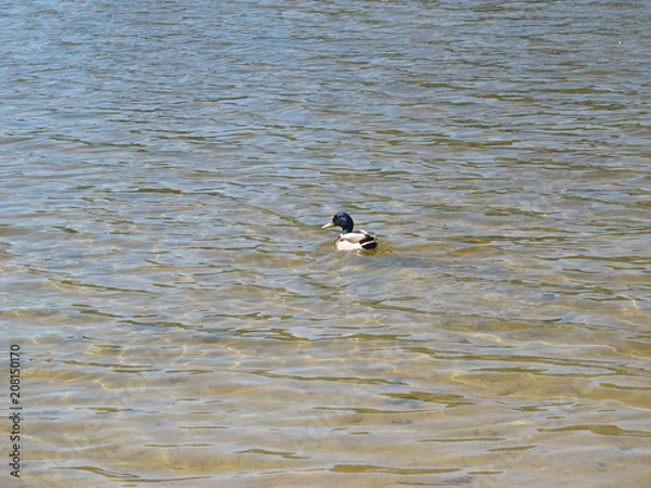 Obraz Утки  на озере в летний ясный день
