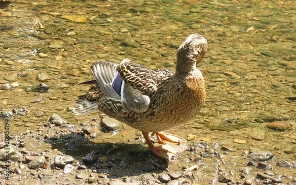 Obraz Утки  на озере в летний ясный день