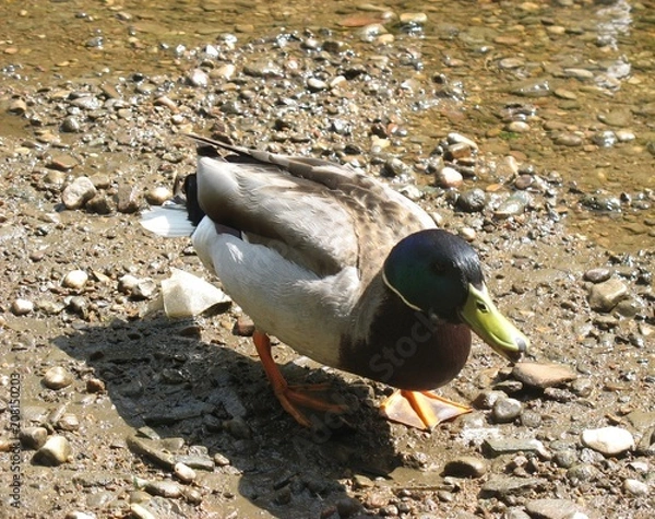 Obraz Утки  на озере в летний ясный день