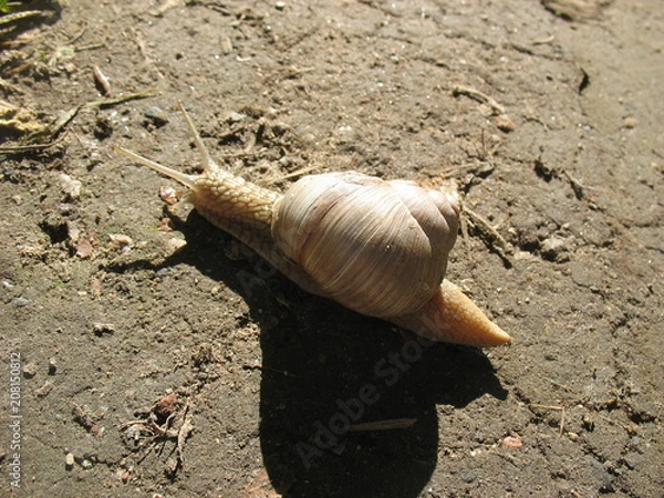 Obraz Улитка