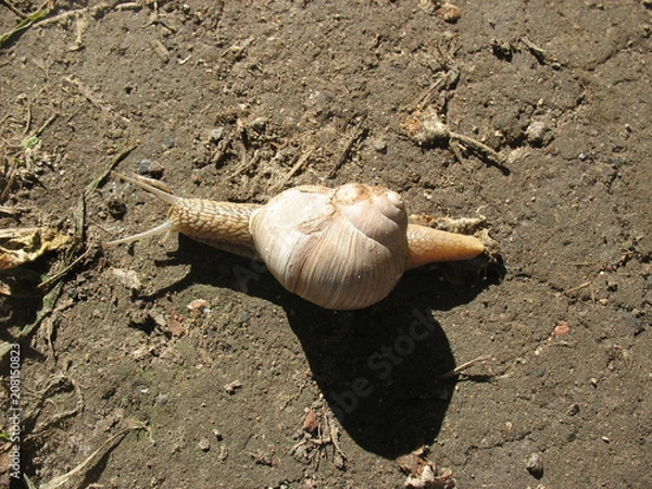 Obraz Улитка