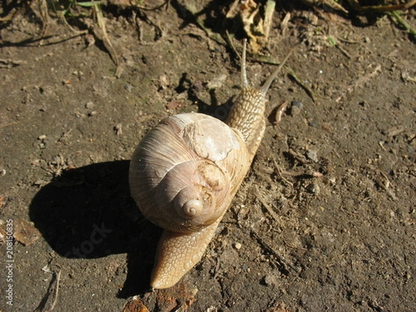 Obraz Улитка