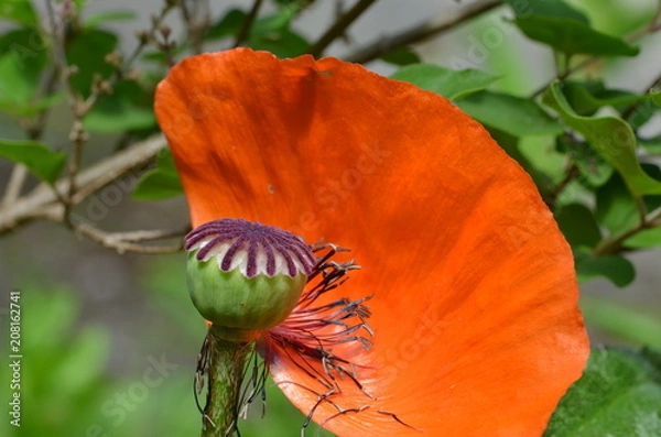 Fototapeta Faded red poppy flower growing in a garden