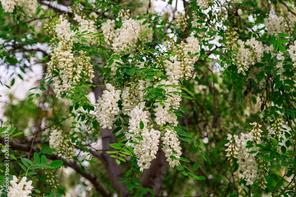 Fototapeta Spring branch with white flowers on a tree on a sunny day