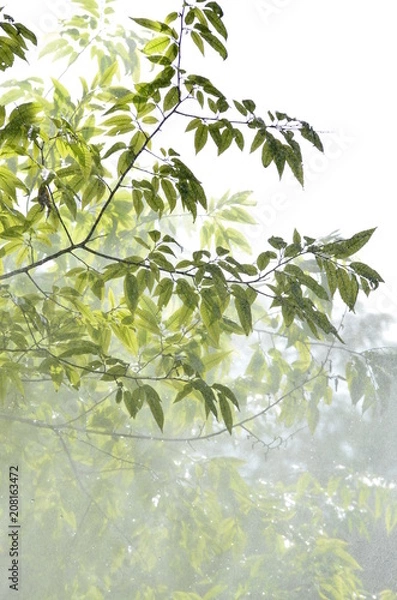 Fototapeta Tropical rain falling through the leave canopy with sunbeams