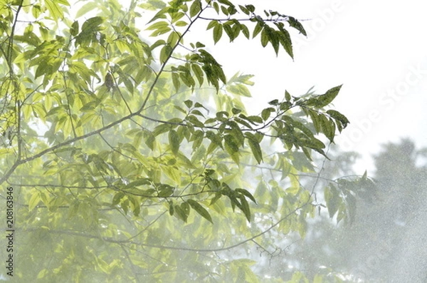 Fototapeta Heavy tropical rain falling on leaves with bright sunbeams
