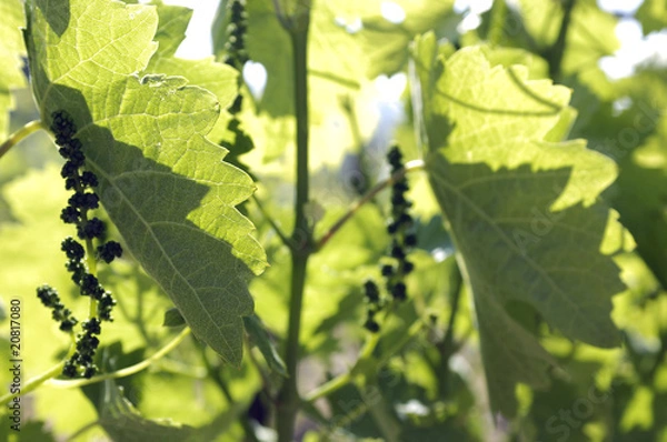 Fototapeta piante e fiori