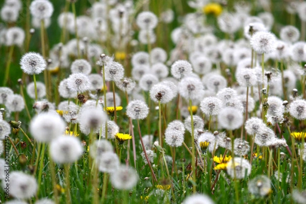 Obraz Dandelion Weeds Blowing in the Wind