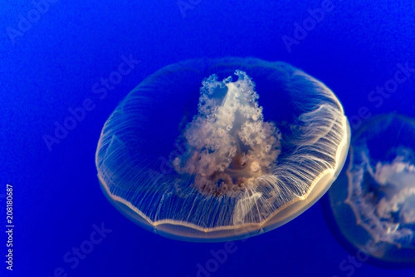 Obraz Beautiful White Singular Jellyfish