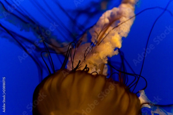 Obraz Beautiful Dark Coloured Jellyfish