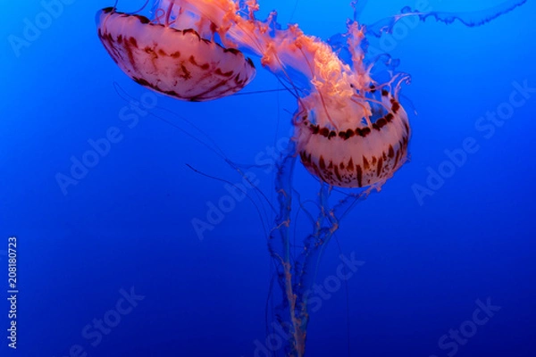 Obraz Bright Pink Jellyfish
