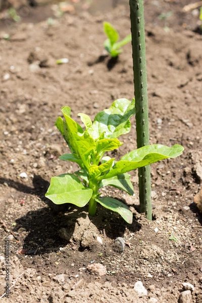 Obraz Growing malabar spinach on farm
