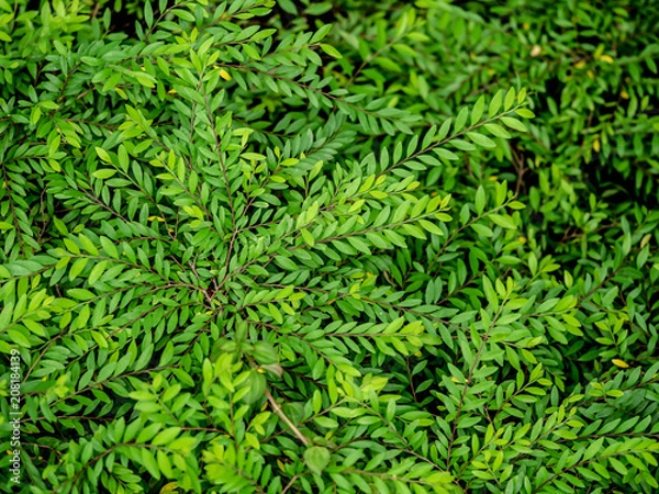 Obraz leaves background