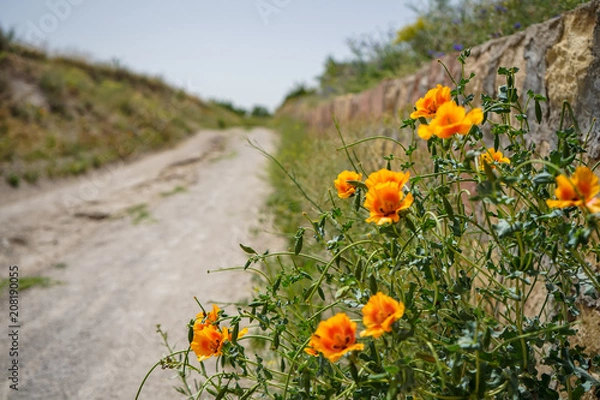 Fototapeta Fresh lovely orange poppy wild flower foreground along walking trail in red valley with unpaved road background, selective focus, Cappadocia