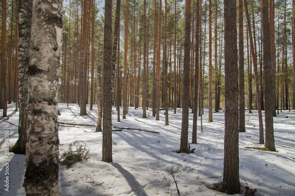Fototapeta Bright sunny pine forest in the snow