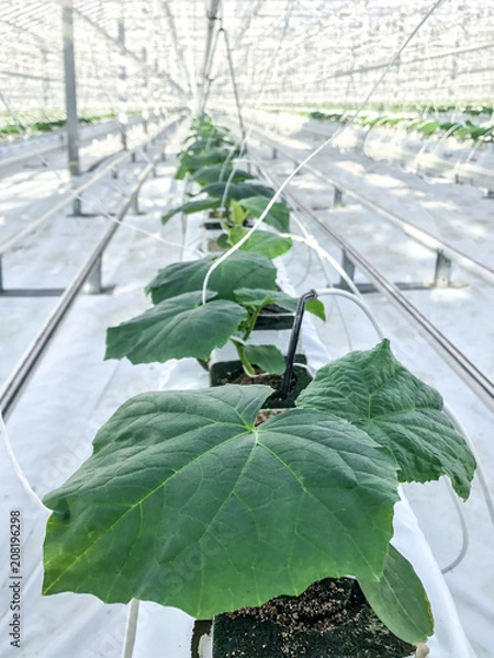 Fototapeta cucumber plants in cubes grow in large industrial greenhouse leaves shoots drip irrigation protected soil