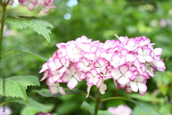 Fototapeta 紫陽花