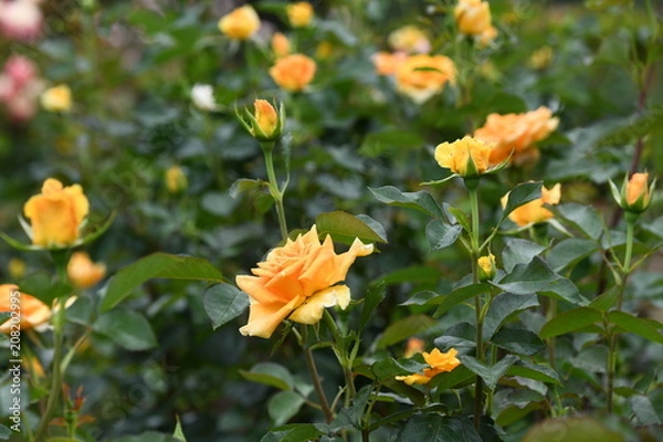 Fototapeta 黄色いばら