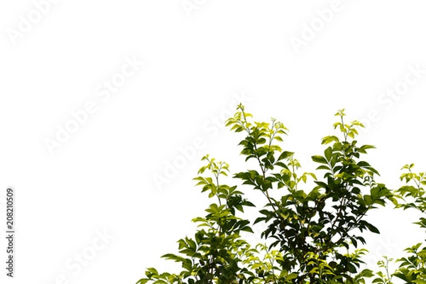 Fototapeta green tree branches isolated on a white background