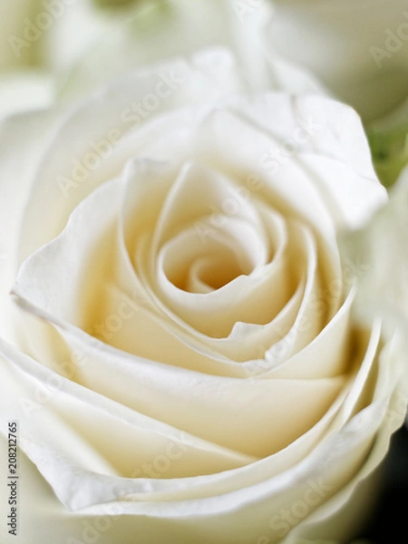 Obraz Macro White Rose 5