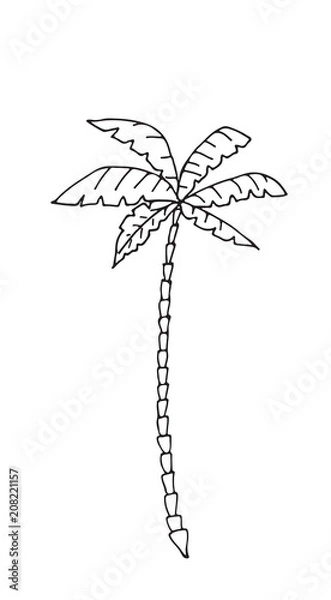 Fototapeta Hand-drawn seamless pattern with palm trees, isolated on white background