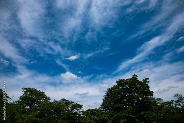 Fototapeta 青空と筋雲と森