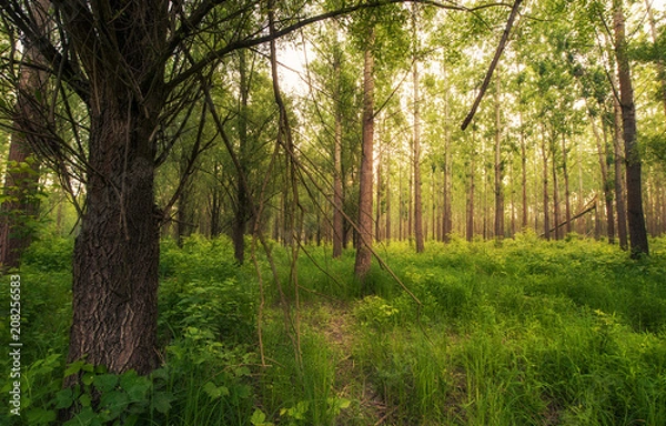 Fototapeta Forest landscape