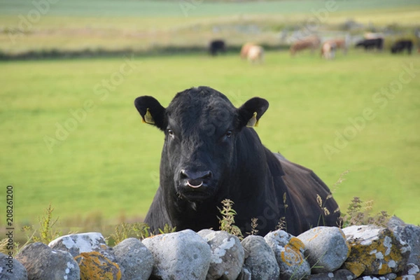 Obraz Islay Bull