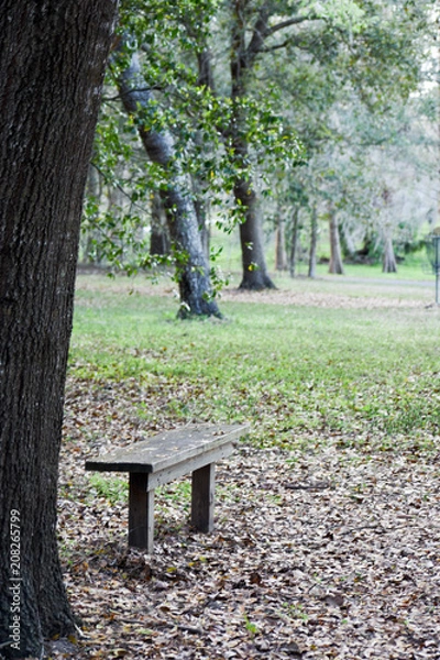 Obraz Bench and tree