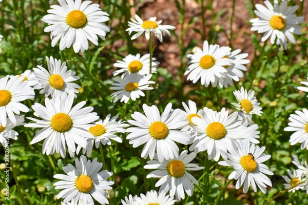 Obraz Daisys